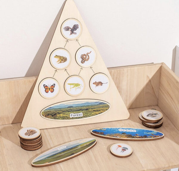 Pyramide chaîne alimentaire apprendre prédateur et proie