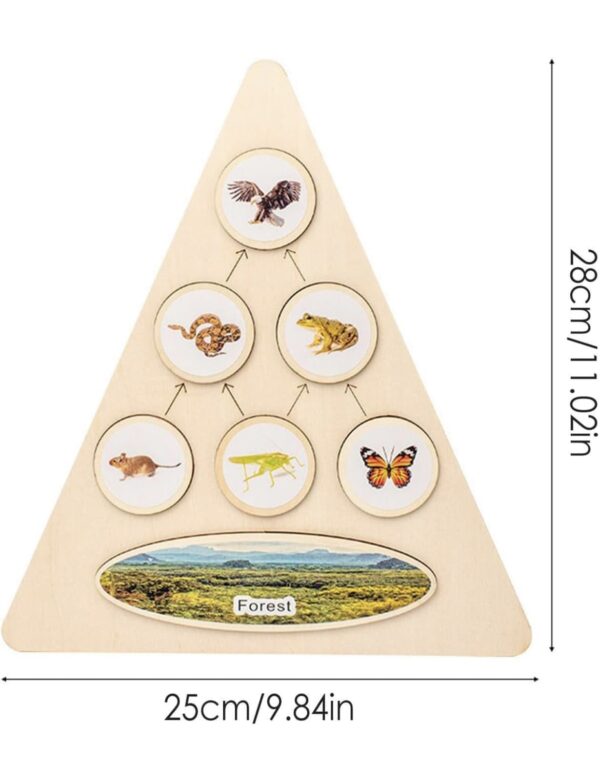 Pyramide chaîne alimentaire – Image 3