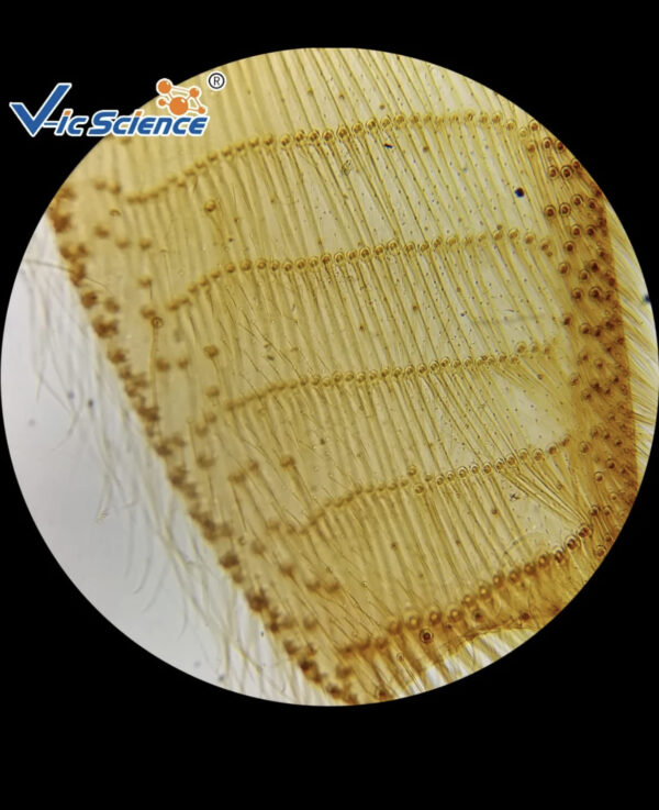 Lames et lamelles microscope – Image 4
