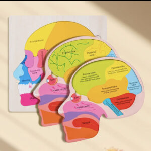 Puzzle Montessori de la structure du cerveau est le cadeau parfait pour éveiller l'esprit curieux des petits.