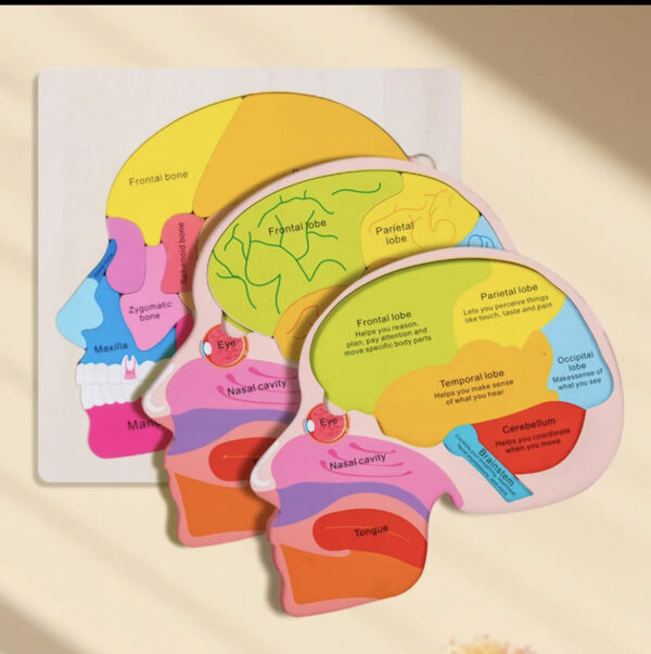 Puzzle Montessori de la structure du cerveau est le cadeau parfait pour éveiller l'esprit curieux des petits.